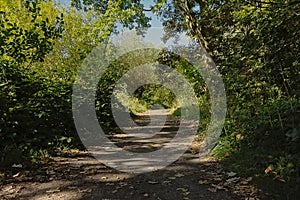 Path through a lush green spring forest