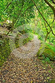 Path Through Lush Green Trees