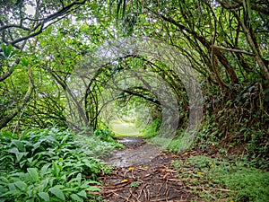 Path through lush green vegetation