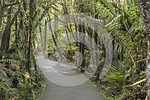 Path in lush rain forest vegetation at Pancake Rocks park, Punakaiki, West Coast, New Zealand