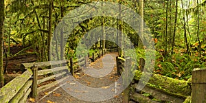 Path through lush rainforest, Cathedral Grove, Canada