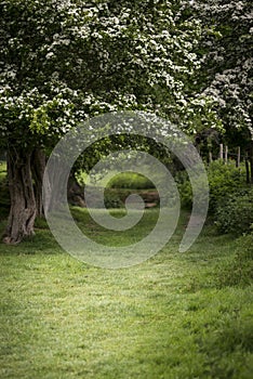 Path through lush shallow depth of field forest landscape in Eng