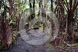 Path through a lush tropical rain forest
