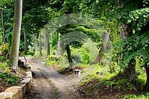 Path Through The Magic Forest. beautiful park landscape pathway wild nature. Enchanted Fairy Forest path. Spring background,