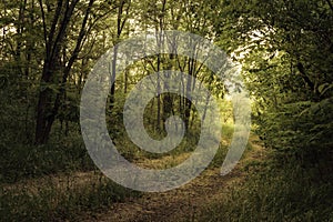 Path Through The Magic Forest, Summer scene, Dirt road, country. valley countryside road between green meadows. Rural spring,