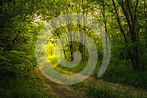 Path Through The Magic Forest, Summer scene, Dirt road, country. valley countryside road between green meadows. Rural spring,