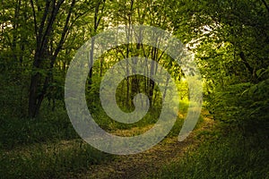 Path Through The Magic Forest, Summer scene, Dirt road, country. valley countryside road between green meadows. Rural spring,