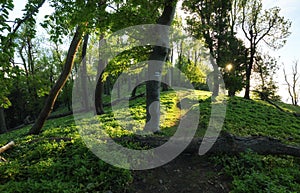 Path through magical forest at sunrise, mysterious old trees, fantasy landscape