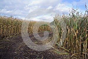 Path through Maize field