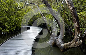 A Path Through The Mangroves photo