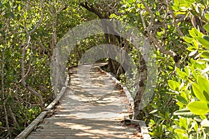 Path through the Mangroves - Horizontal