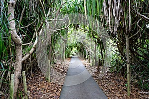 Path through Mangroves, mangrove roots, dense root growth, Irabu Shima, small Island, Japan