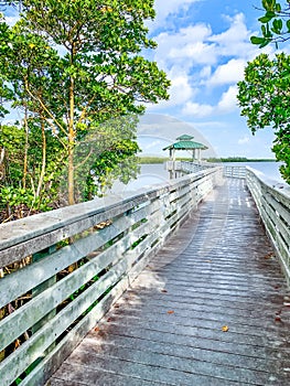 path through the mangroves of South Florida