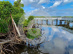 path through the mangroves of South Florida