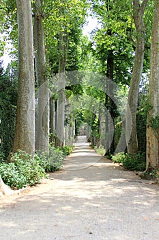 Path with Many Trees on Either Side