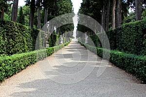 Path with Many Trees on Either Side