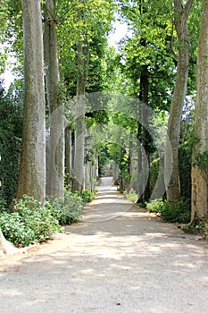 Path with Many Trees on Either Side photo