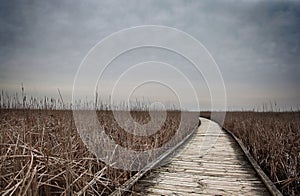 Path in marsh