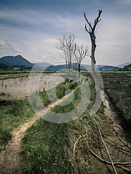 Path through the marshes in the Biosphere Reserve of Urdaibai during a cloudy day in the Basque Country
