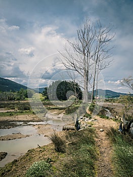 Path through the marshes in the Biosphere Reserve of Urdaibai during a cloudy day in the Basque Country