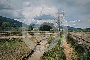 Path through the marshes in the Biosphere Reserve of Urdaibai during a cloudy day in the Basque Country