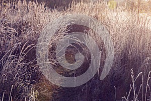 Path on the meadow at early morning time