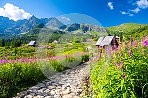 path through a meadow of flowers in the Tatra Mountains with wooden huts in Poland