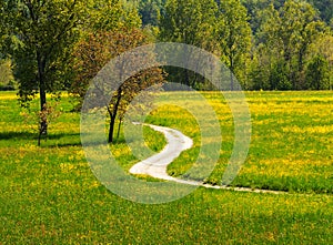 Path in the meadows photo