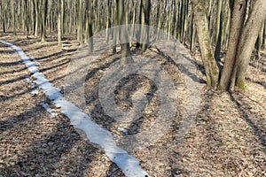 The path of melted snow remained in the spring forest