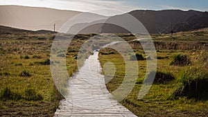A path in the middle of the field in a foggy light