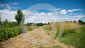 Path in the middle of the fields, and alley of trees in the background, blue sky and cottony clouds