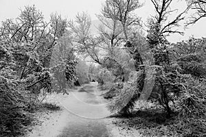 A path in the middle of woods in winter