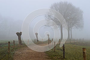 Path in the mist photo
