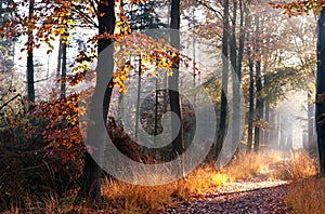 Path in misty autumn forest