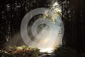 path through a misty autumn forest at sunrise trail through an autumn coniferous forest in the sunshine the morning fog surrounds