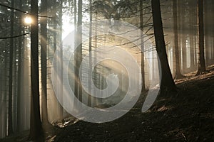 path through a misty coniferous forest at dawn trail leading the spring to top of kopa biskupia mountain in foggy weather trees