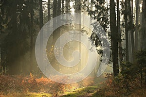 path through a misty coniferous forest at sunrise a trail leading through the autumn coniferous forest in foggy weather trees in photo