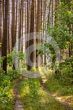 Path in a misty forest