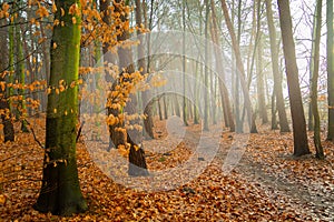 Path through the misty forest in the city of Chelm