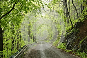 path through misty spring deciduous forest trail springtime with beech trees covered lush foliage in foggy weather the footpath photo