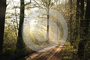 path through a misty spring forest at dawn dirt road through a deciduous forest at sunrise morning fog surrounds the oak trees lit