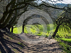 A path through mixed deciduous woodland in winter