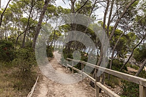 Path in the Mondrago natural park