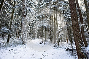 Path at the Mont Saint Odile in the Vosges