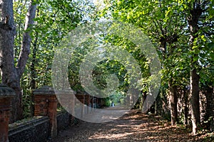 Path through the Montefiore Woodland, Ramsgate, Kent UK. Named after Sir Moses Montefiore.