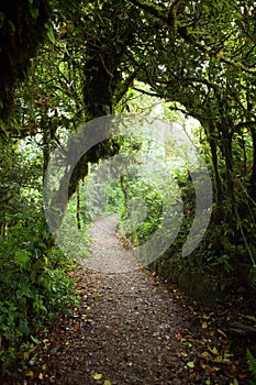 Path in the Monteverde cloud forest, Costa rica