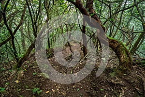 Path into a mossy, humid forest