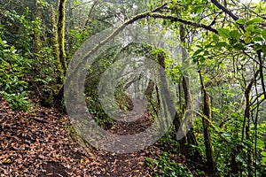 Path into a mossy, humid forest