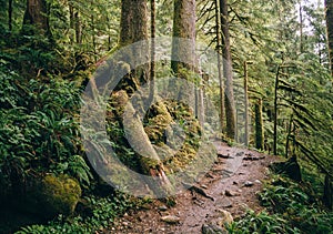 Path through Mt.Baker-Snoqualmie National Forest