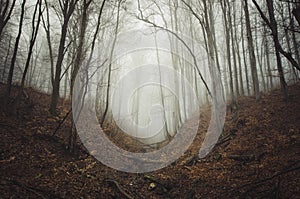 Path in mysterious haunted forest with fog